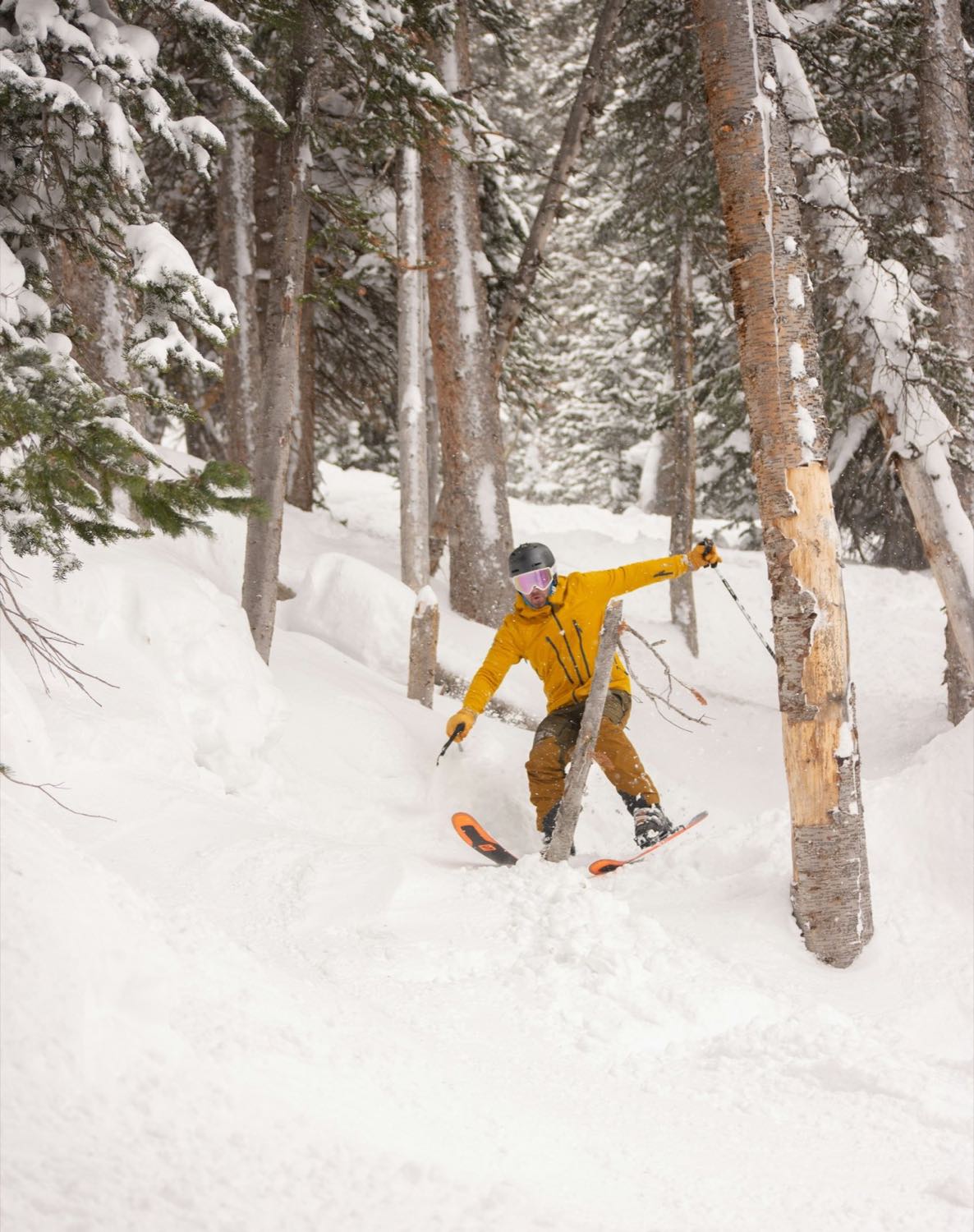 A skier turning through snow between spruce and birch trunks in a treed run