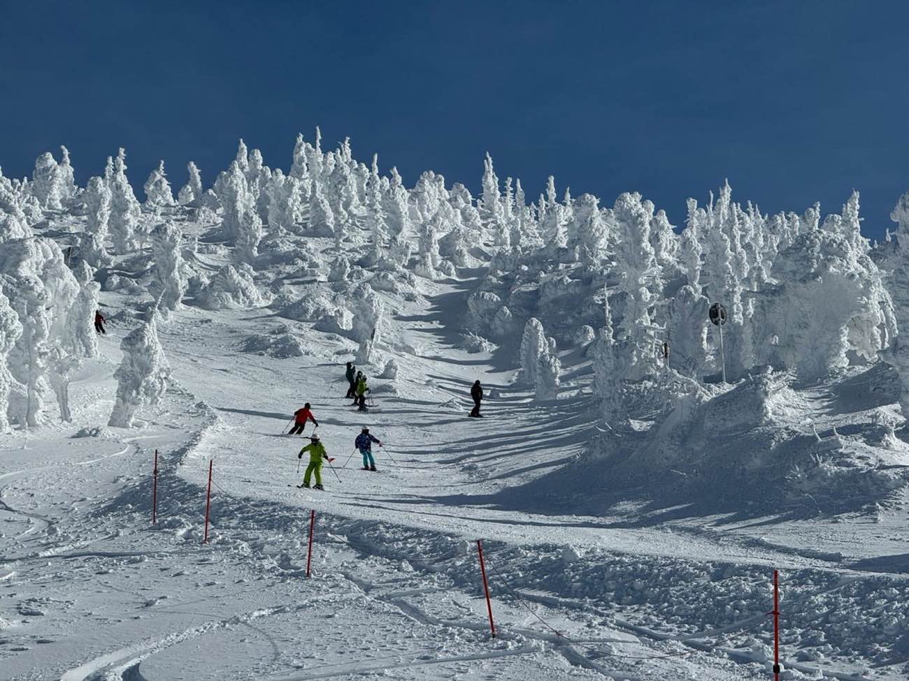 Skiers descending a snowy run below snow-laden evergreens under a deep blue sky